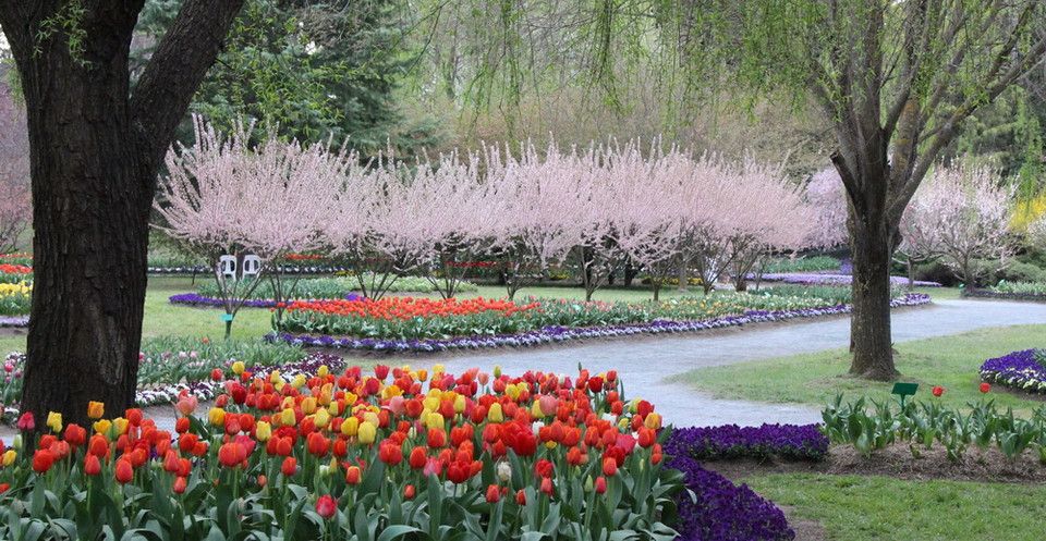 Khu vườn Tulip Top Gardens - cách Thủ đô Canberra của Australia khoảng 20km, là địa điểm được du khách yêu mến và tới thăm mỗi dịp Xuân về. (Ảnh: Sao Băng/Vietnam+)