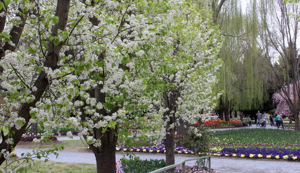 Khu vườn Tulip Top Gardens - cách Thủ đô Canberra của Australia khoảng 20km, là địa điểm được du khách yêu mến và tới thăm mỗi dịp Xuân về. (Ảnh: Sao Băng/Vietnam+)