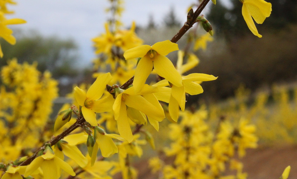 Khu vườn Tulip Top Gardens - cách Thủ đô Canberra của Australia khoảng 20km, là địa điểm được du khách yêu mến và tới thăm mỗi dịp Xuân về. (Ảnh: Sao Băng/Vietnam+)
