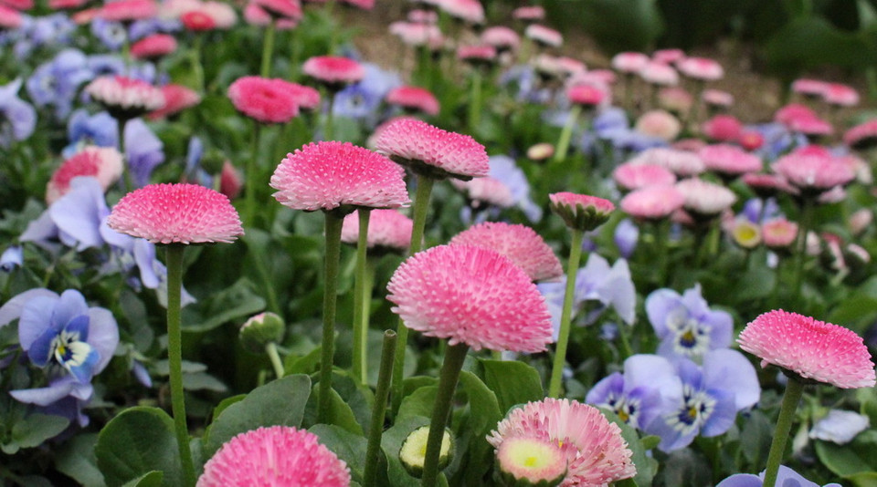 Khu vườn Tulip Top Gardens - cách Thủ đô Canberra của Australia khoảng 20km, là địa điểm được du khách yêu mến và tới thăm mỗi dịp Xuân về. (Ảnh: Sao Băng/Vietnam+)