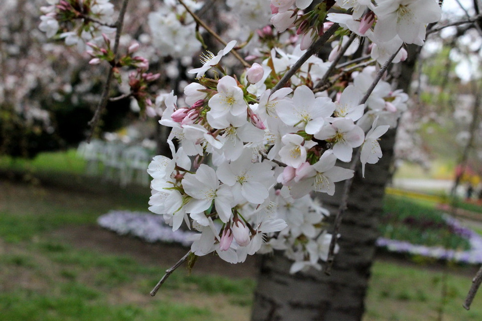 Khu vườn Tulip Top Gardens - cách Thủ đô Canberra của Australia khoảng 20km, là địa điểm được du khách yêu mến và tới thăm mỗi dịp Xuân về. (Ảnh: Sao Băng/Vietnam+)