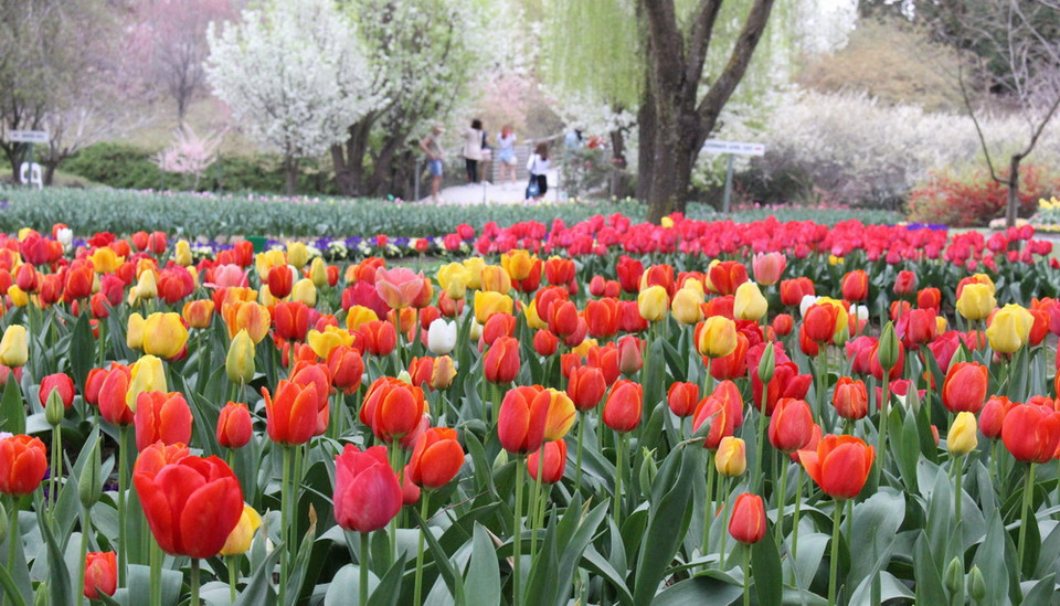 Khu vườn Tulip Top Gardens - cách Thủ đô Canberra của Australia khoảng 20km, là địa điểm được du khách yêu mến và tới thăm mỗi dịp Xuân về. (Ảnh: Sao Băng/Vietnam+)
