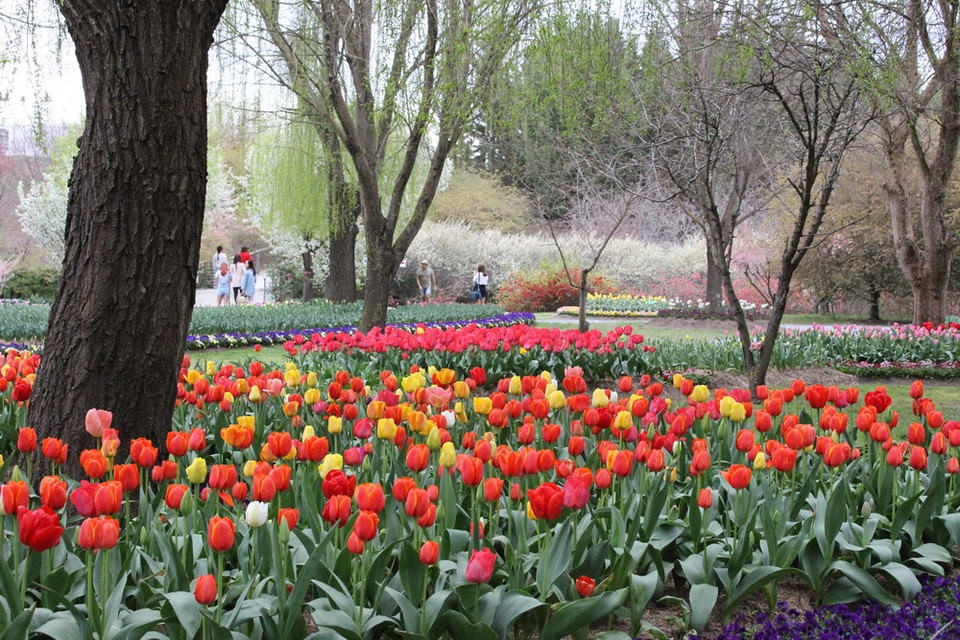 Khu vườn Tulip Top Gardens - cách Thủ đô Canberra của Australia khoảng 20km, là địa điểm được du khách yêu mến và tới thăm mỗi dịp Xuân về. (Ảnh: Sao Băng/Vietnam+)