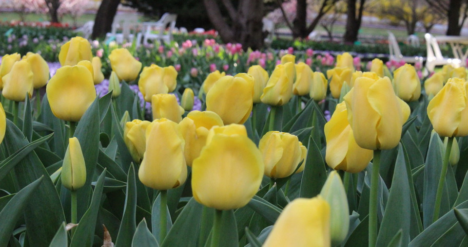 Khu vườn Tulip Top Gardens - cách Thủ đô Canberra của Australia khoảng 20km, là địa điểm được du khách yêu mến và tới thăm mỗi dịp Xuân về. (Ảnh: Sao Băng/Vietnam+)