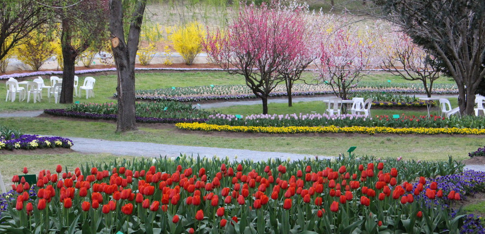 Khu vườn Tulip Top Gardens - cách Thủ đô Canberra của Australia khoảng 20km, là địa điểm được du khách yêu mến và tới thăm mỗi dịp Xuân về. (Ảnh: Sao Băng/Vietnam+)