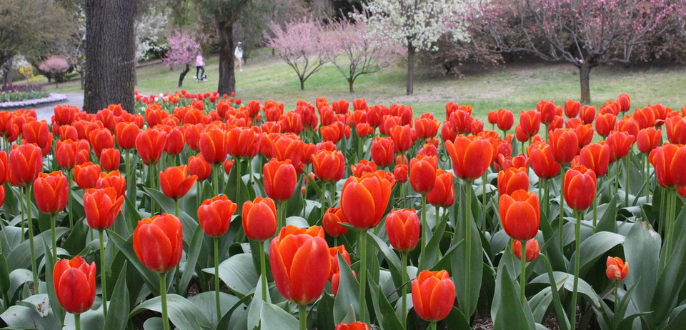 Khu vườn Tulip Top Gardens - cách Thủ đô Canberra của Australia khoảng 20km, là địa điểm được du khách yêu mến và tới thăm mỗi dịp Xuân về. (Ảnh: Sao Băng/Vietnam+)