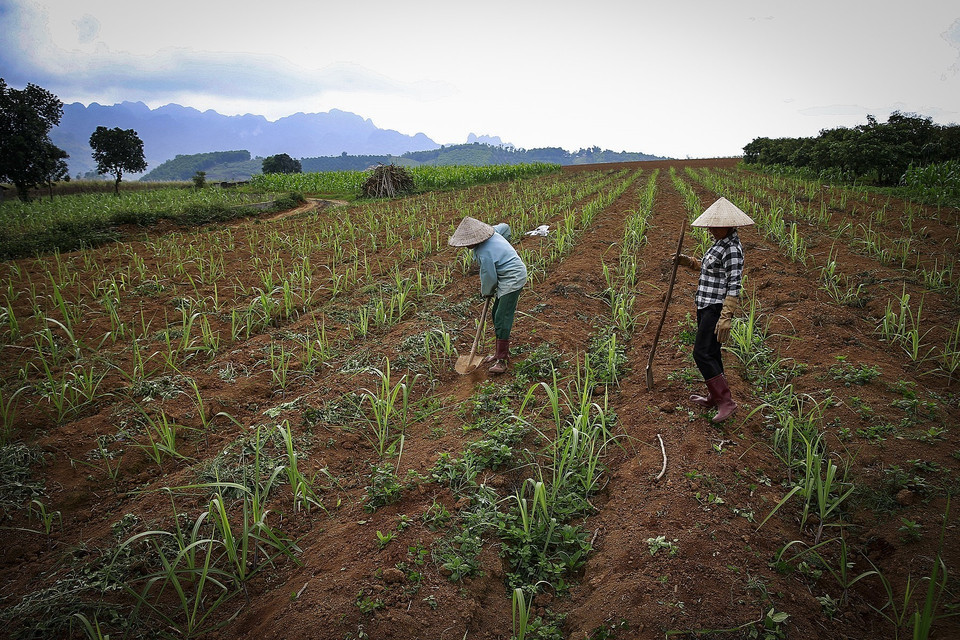Những cánh đồng đang được những người nông dân trồng mía ở xã Mỹ Hòa - Tân Lạc. (Ảnh: Trọng Đạt/TTXVN)
