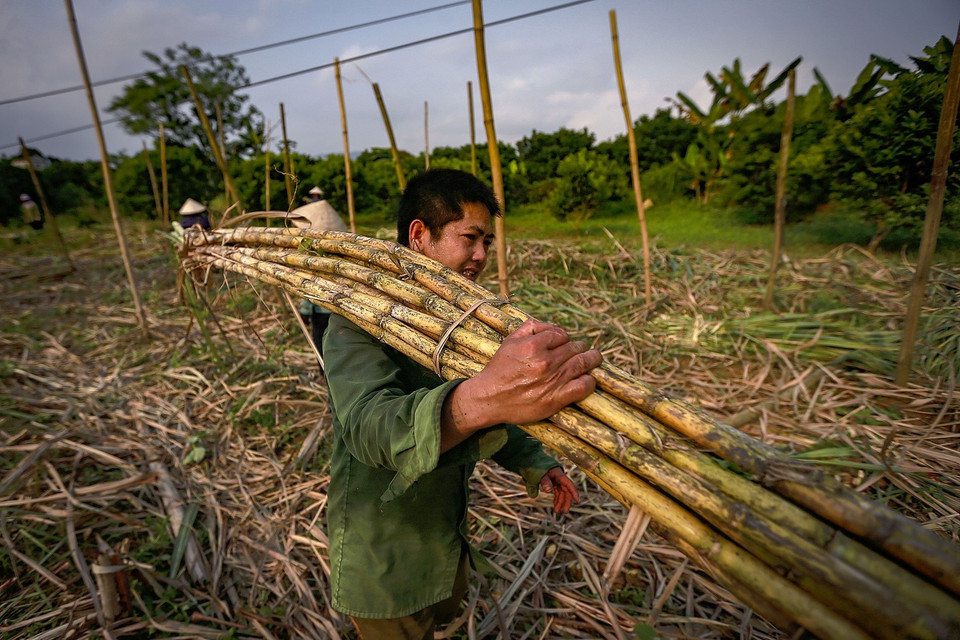 Người dân thu Hoạch mía trắng ở xã Tử Nê - Tân Lạc. (Ảnh: Trọng Đạt/TTXVN)