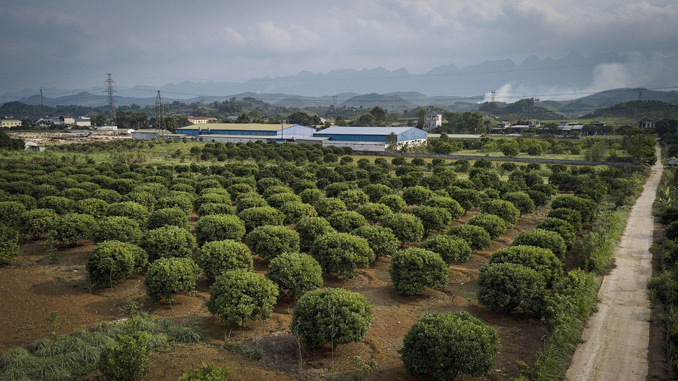 Những diện tích bưởi đỏ trải dài là loại quả đặc sản của Tân Lạc, hàng năm đem lại nhiều giá trị kinh tế cho người dân huyện Tân Lạc. (Ảnh: Trọng Đạt/TTXVN)