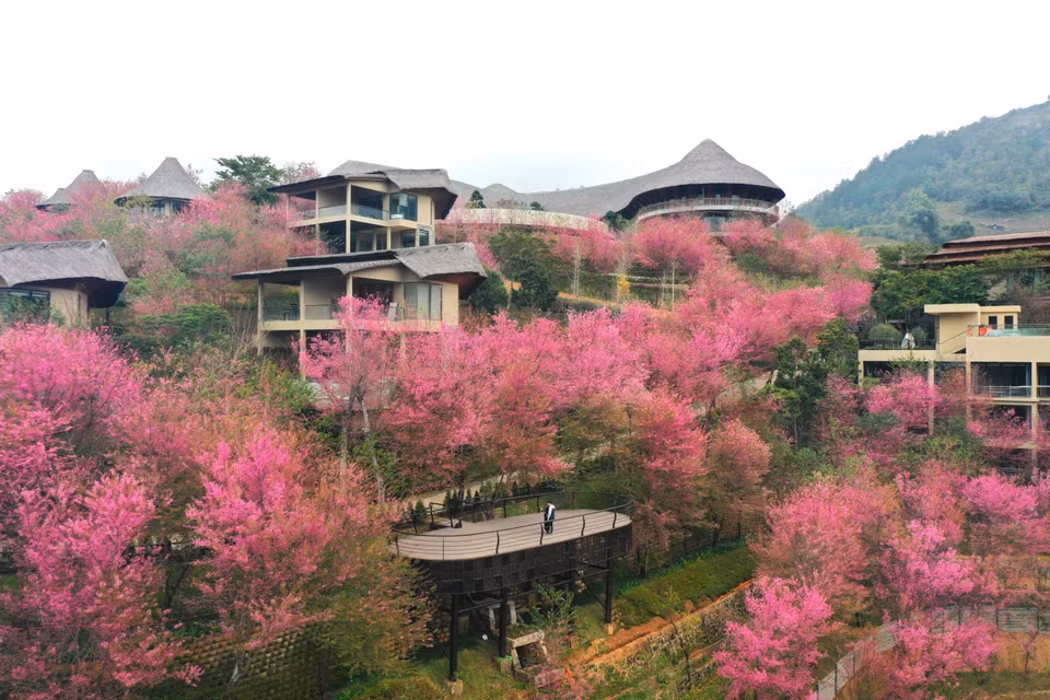 Hoa tớ dày có thân gỗ, chỉ mọc và nở hoa ở độ cao trên 1.000 m so với mực nước biển. (Ảnh: Tuấn Anh/TTXVN)