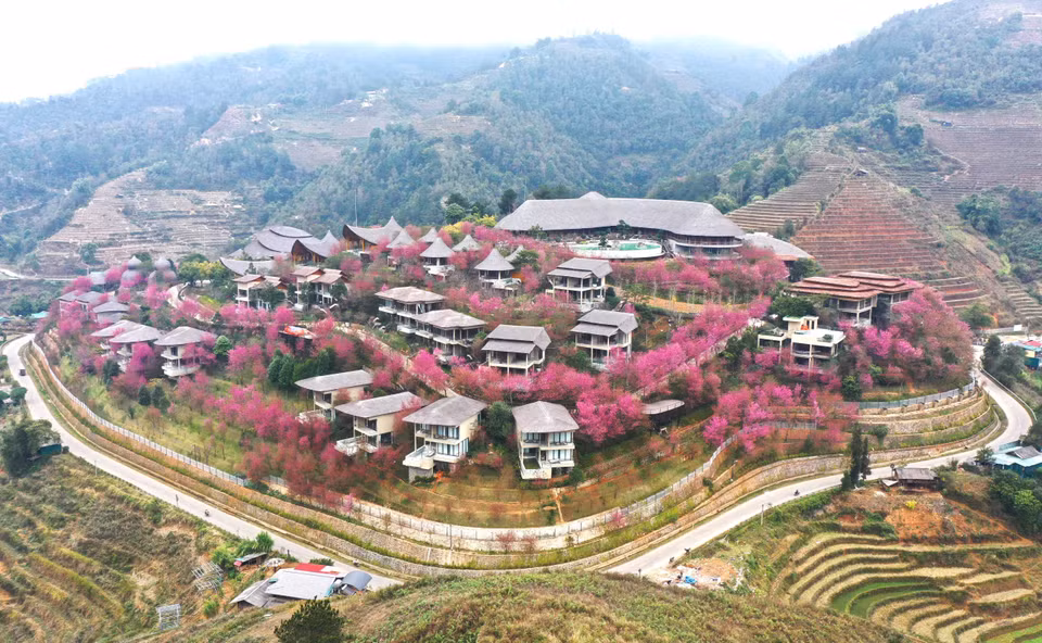 Hoa mọc tự nhiên ở các xã Nậm Khắt, Púng Luông hay Dế Xu Phình, trong đó nơi có nhiều tớ dày nhất là xã La Pán Tẩn (huyện Mù Cang Chải). (Ảnh: Tuấn Anh/TTXVN)