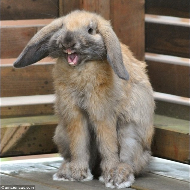 Còn ai nghĩ thỏ dễ thương sau khi thấy hình ảnh này? (Nguồn: Daily Mail)