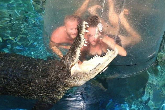 Những con cá sấu bơi xung quanh các du khách. (Nguồn: Crocosaurus Cove)