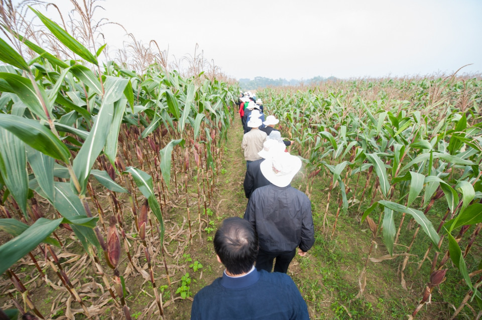 Cánh đồng ngô biến đổi gene đẹp như tranh ở Thái Nguyên. (Ảnh: CropLife Việt Nam cung cấp)