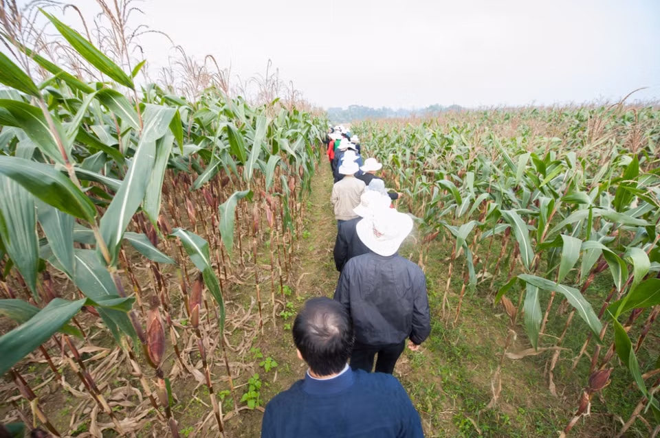 Cánh đồng ngô biến đổi gene đẹp như tranh ở Thái Nguyên. (Ảnh: CropLife Việt Nam cung cấp)