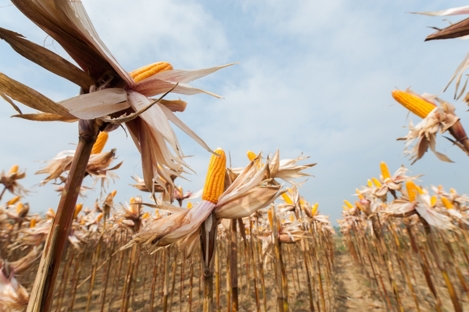 Diện tích sản xuất nông nghiệp hàng năm của tỉnh Thái Nguyên là hơn 92.100 ha, trong đó diện tích ngô là chiếm hơn 20.140 ha. (Ảnh: CropLife Việt Nam cung cấp)