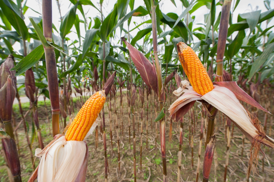 Đến nay, diện tích trồng ngô chuyển gen đã chiếm khoảng 10% tổng diện tích ngô hàng năm và có xu hướng tiếp tục tăng trong những năm tới. (Ảnh: CropLife Việt Nam cung cấp)