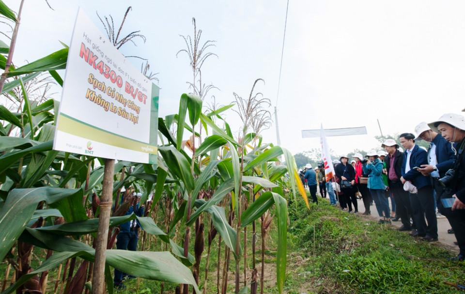 Cánh đồng ngô biến đổi gene đẹp như tranh ở Thái Nguyên. (Ảnh: CropLife Việt Nam cung cấp)
