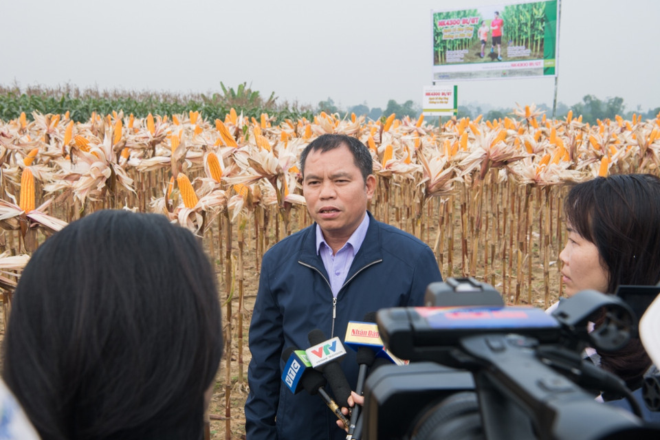Các giống ngô chuyển gene được chấp nhận trong sản xuất do có các đặc tính nông học tương tự như giống nền nhưng đã được bổ sung hai đặc tính kháng sâu và chống chịu thuốc trừ cỏ gốc glyphosate. (Ảnh: CropLife Việt Nam cung cấp)