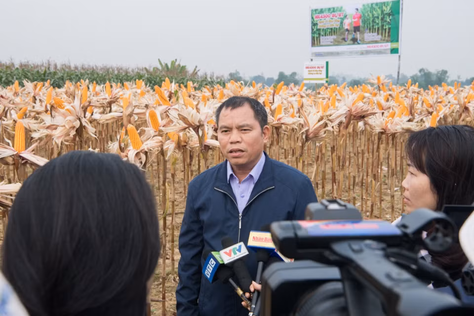Các giống ngô chuyển gene được chấp nhận trong sản xuất do có các đặc tính nông học tương tự như giống nền nhưng đã được bổ sung hai đặc tính kháng sâu và chống chịu thuốc trừ cỏ gốc glyphosate. (Ảnh: CropLife Việt Nam cung cấp)