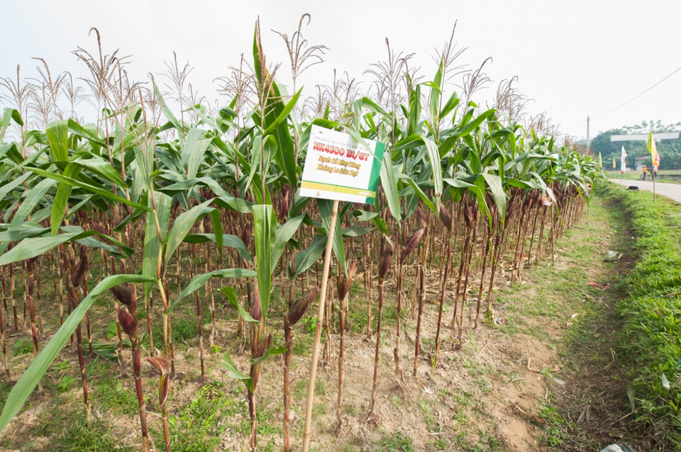 Cánh đồng ngô biến đổi gen đẹp như tranh ở Thái Nguyên. (Ảnh: CropLife Việt Nam cung cấp)