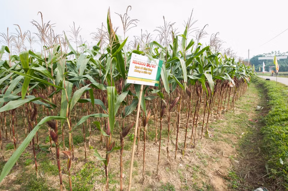 Cánh đồng ngô biến đổi gen đẹp như tranh ở Thái Nguyên. (Ảnh: CropLife Việt Nam cung cấp)
