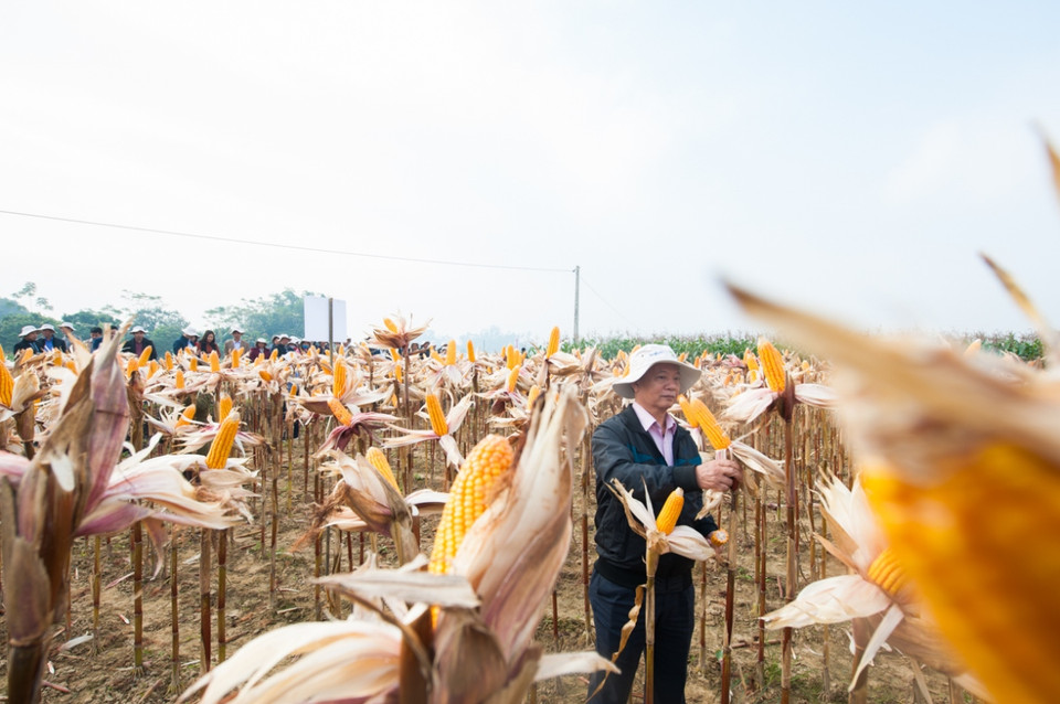 Năng suất thực thu của giống ngô biến đổi gen cao hơn hẳn so với giống ngô thường. (Ảnh: CropLife Việt Nam cung cấp)