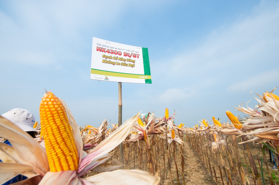 Ngô chuyển gene được nông dân Thái Nguyên bắt đầu áp dụng trồng từ năm 2016. (Ảnh: CropLife Việt Nam cung cấp)