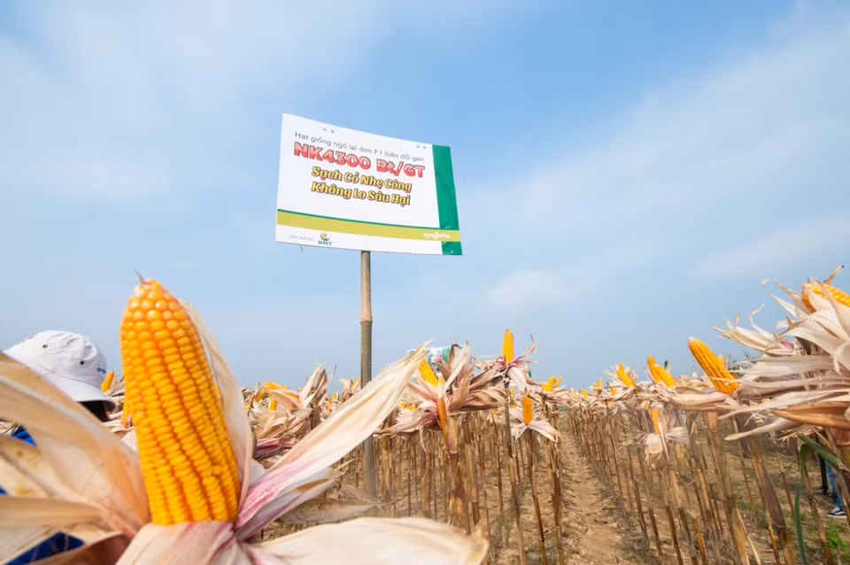 Ngô chuyển gene được nông dân Thái Nguyên bắt đầu áp dụng trồng từ năm 2016. (Ảnh: CropLife Việt Nam cung cấp)
