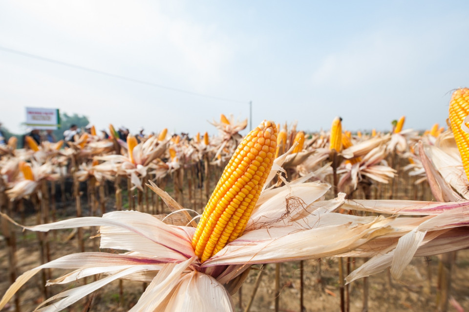 Cánh đồng ngô biến đổi gene rực vàng đẹp như tranh tại tỉnh Thái Nguyên. (Ảnh: CropLife Việt Nam cung cấp)