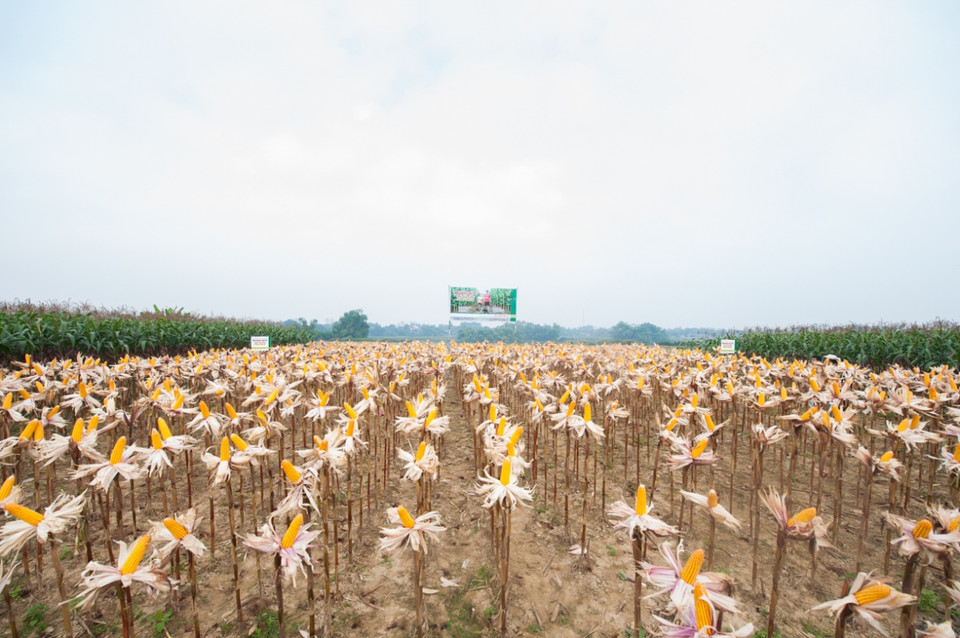 Sau gần 4 năm cấp phép giống ngô biến đổi gene, người dân đã có cơ hội nâng cao thu nhập khi giống ngô mới cho năng suất trung bình cao hơn khoảng 15%, và lợi nhuận cao hơn 28% so với giống ngô thông thường. (Ảnh: CropLife Việt Nam cung cấp)