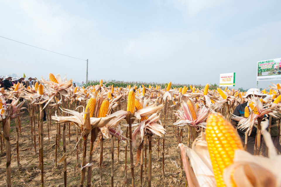 Cánh đồng ngô biến đổi gen đẹp như tranh ở Thái Nguyên. (Ảnh: CropLife Việt Nam cung cấp)