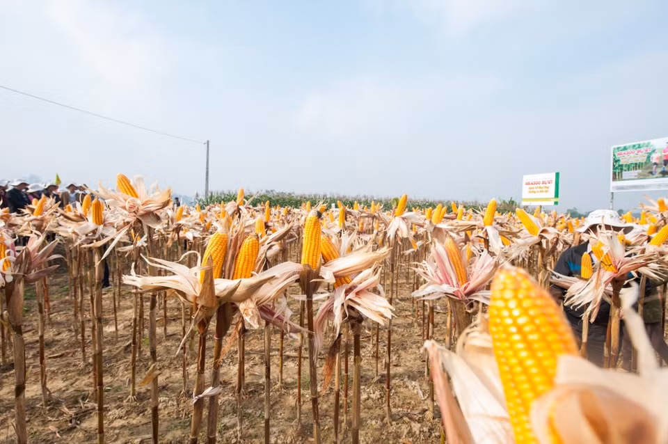 Cánh đồng ngô biến đổi gen đẹp như tranh ở Thái Nguyên. (Ảnh: CropLife Việt Nam cung cấp)