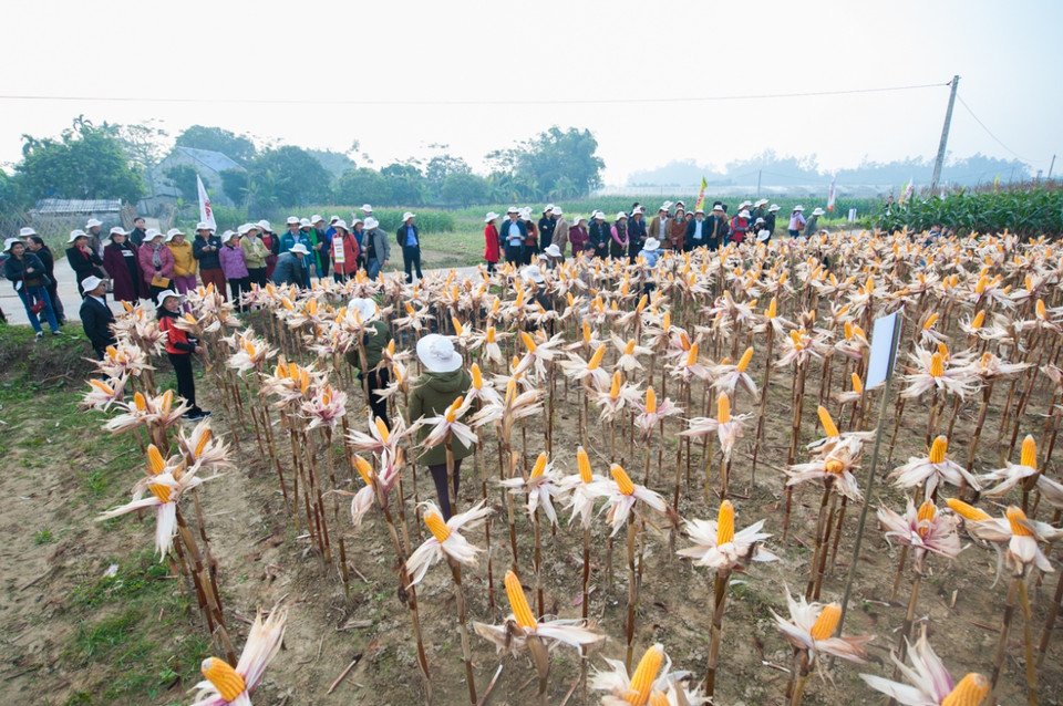 Năng suất trung bình của ngô biến đổi gen (giống NK4300 Bt/GT) đạt 7.582kg/ha trong khi đó giống ngô thường (NK4300) chỉ đạt 6.580 kg/ha. (Ảnh: CropLife Việt Nam cung cấp)
