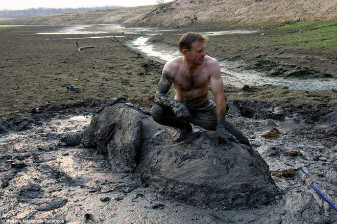 Họ đã sử dụng dây thừng và thậm chí là máy kéo để cố kéo chú voi ra khỏi đống bùn. (Nguồn: Daily Mail)