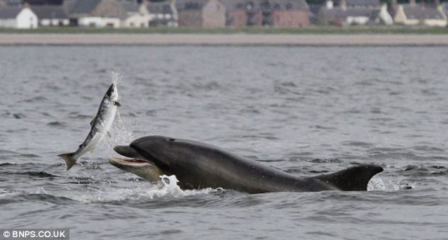 Khi thấy con cá hồi, chú cá heo lập tức lao tới. (Nguồn: Daily Mail)