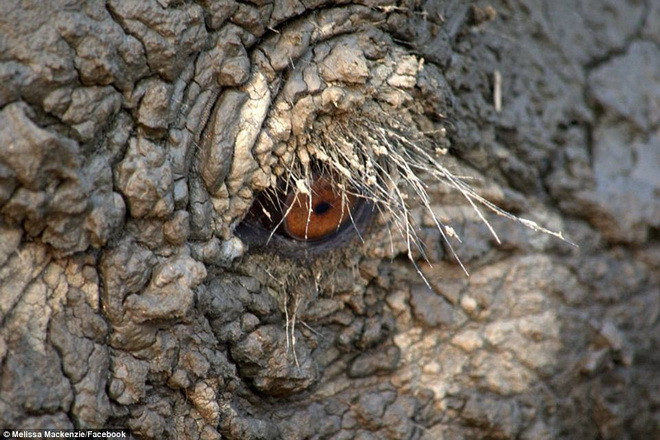 Lớp bùn dầy bám trên người chú voi. (Nguồn: Daily Mail)