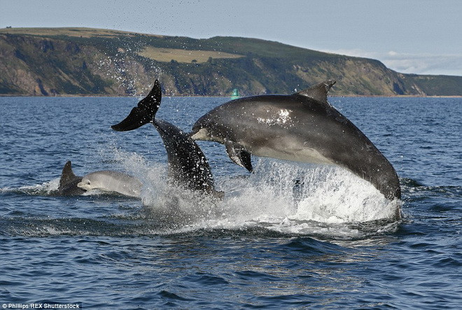 Phillips còn được thấy những màn nhào lộn thú vị của đàn cá heo. (Nguồn: Daily Mail)