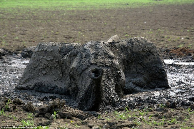 Các nhân viên đã dùng đủ mọi cách để cứu chú voi nhưng không thể kéo nó lên bờ. (Nguồn: Daily Mail) 