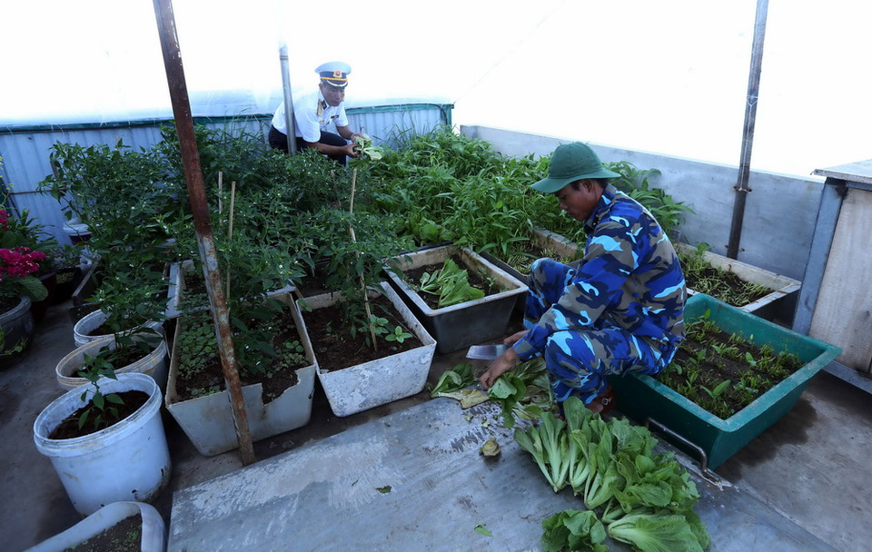 Chiến sỹ đảo Tiên Nữ thu hái rau xanh để phục vụ bữa ăn trên đảo. (Ảnh: Quang Quyết/TTXVN)
