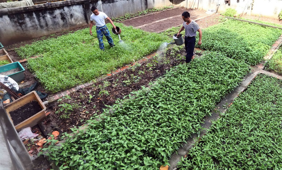 Chiến sỹ trên đảo Trường Sa Lớn chăm sóc vườn rau xanh để cải thiện bữa ăn hàng ngày. (Ảnh: Quang Quyết/TTXVN)