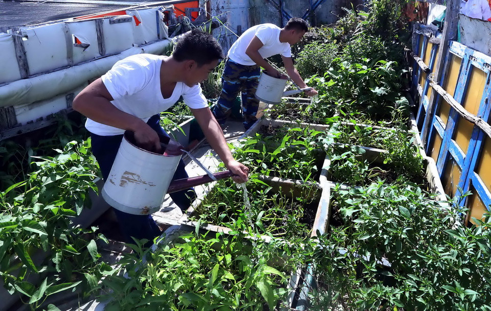 Các chiến sỹ trên đảo Đá Đông A chăm sóc vườn rau xanh để cải thiện bữa ăn hàng ngày. (Ảnh: Quang Quyết/TTXVN)