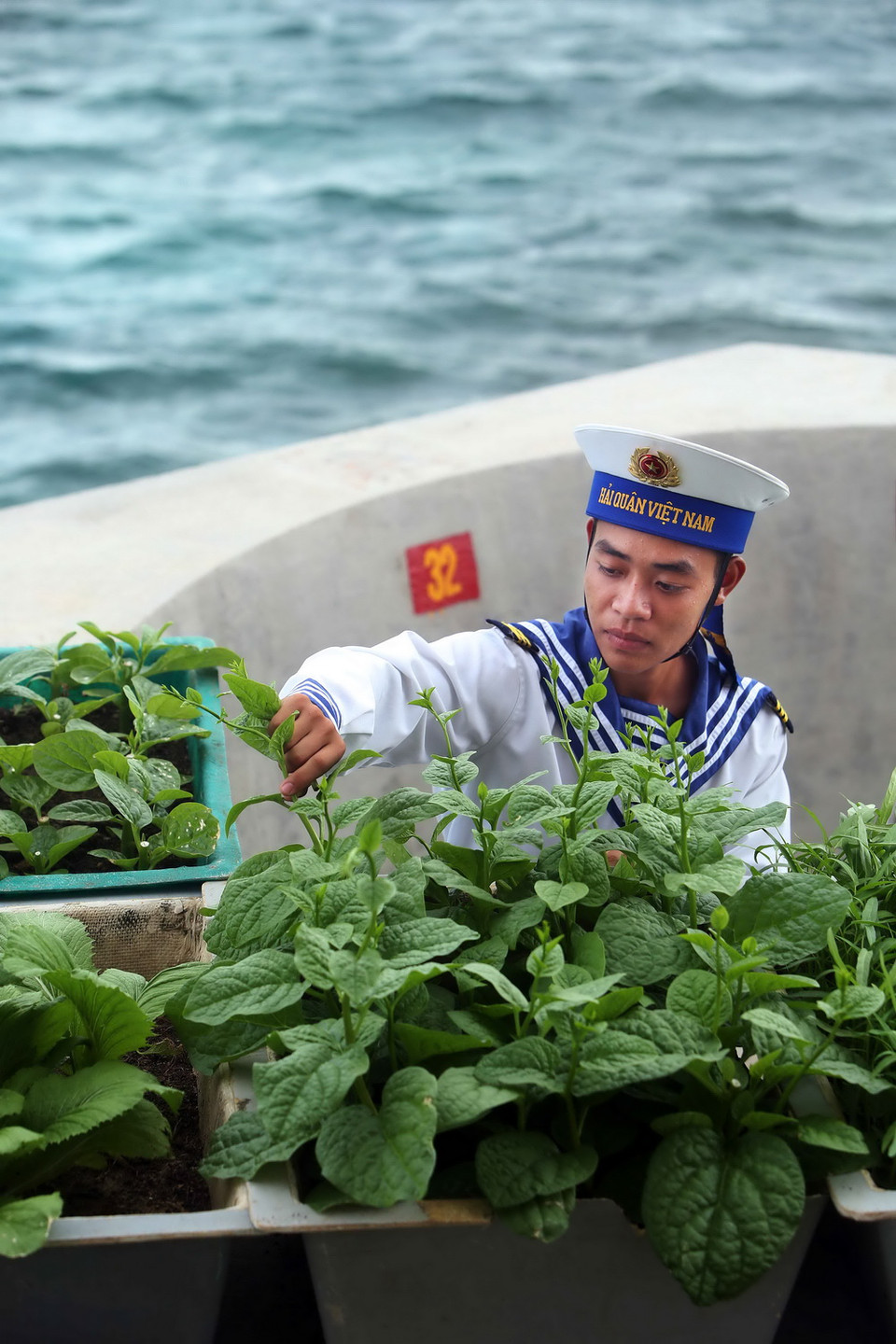 Chiến sỹ đảo Núi Le B thu hái rau xanh để phục vụ bữa ăn trên đảo. (Ảnh: Quang Quyết/TTXVN)