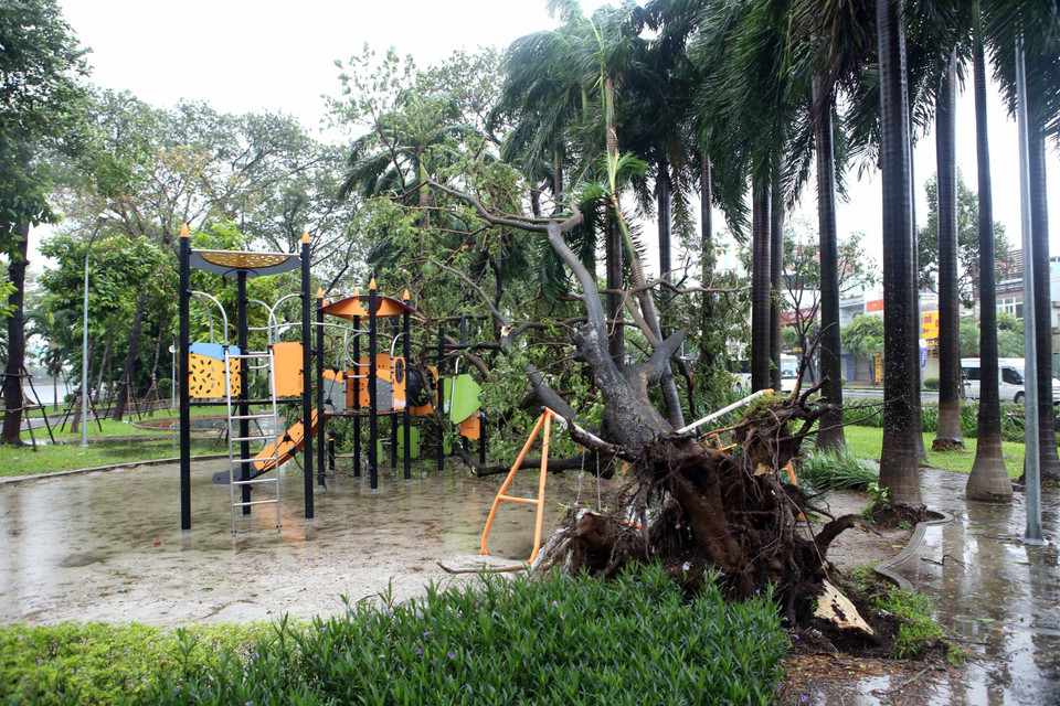 Cây xanh bị gió quật ngã đỗ vào khu vui chơi của thiếu nhi. (Ảnh: Trần Lê Lâm/TTXVN)