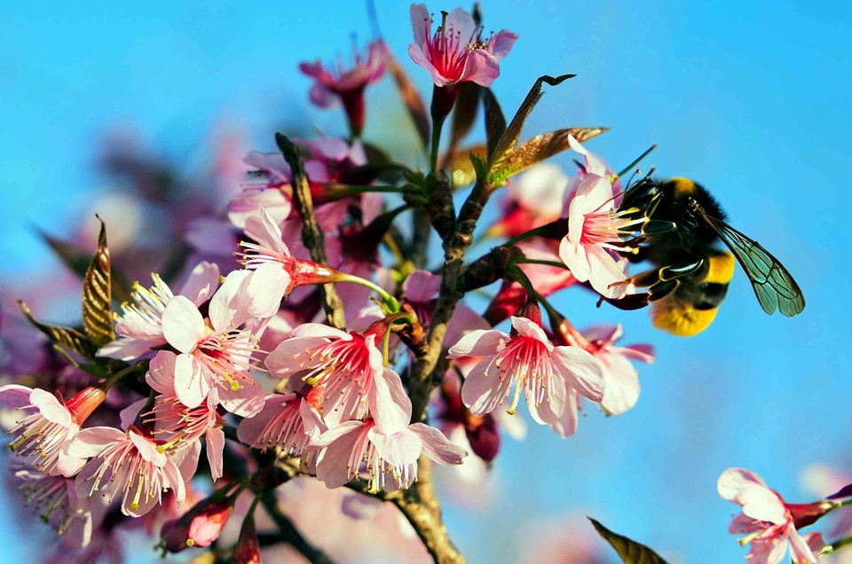 Hoa mai anh đào kheo sắc. (Ảnh: Quang Quyết/TTXVN)