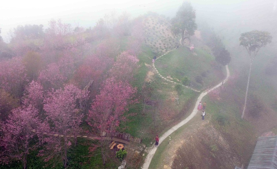 Sắc hoa rực rỡ tại Khu Du lịch Pha Đin Top trên đèo Pha Đin. (Ảnh: Quang Quyết/TTXVN)