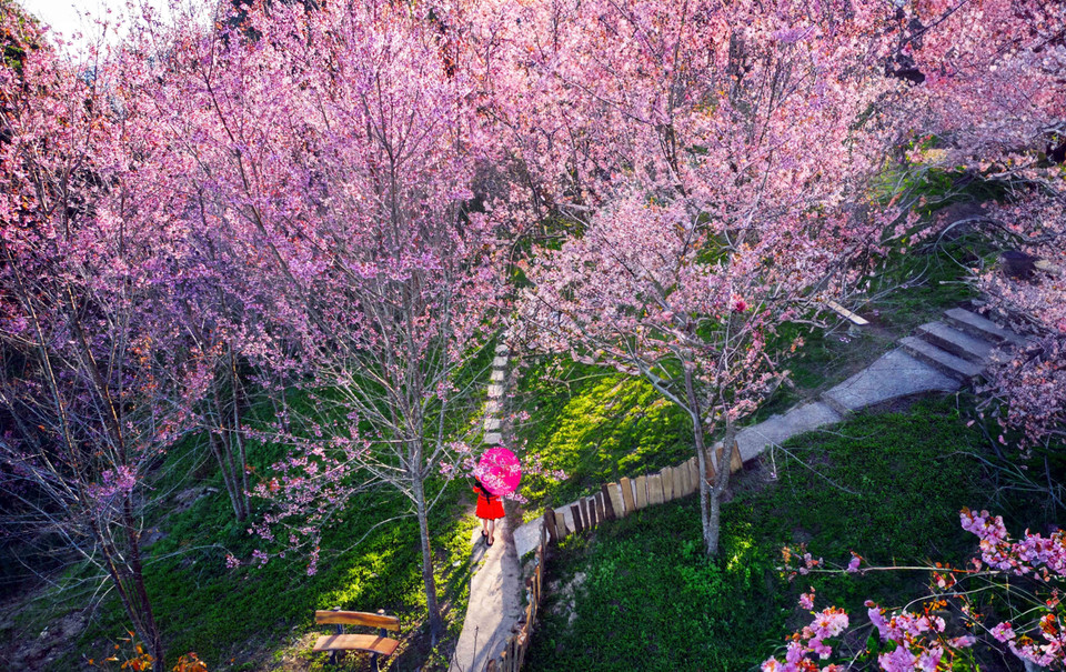 Sắc hoa rực rỡ tại Khu Du lịch Pha Đin Top trên đèo Pha Đin. (Ảnh: Quang Quyết/TTXVN)