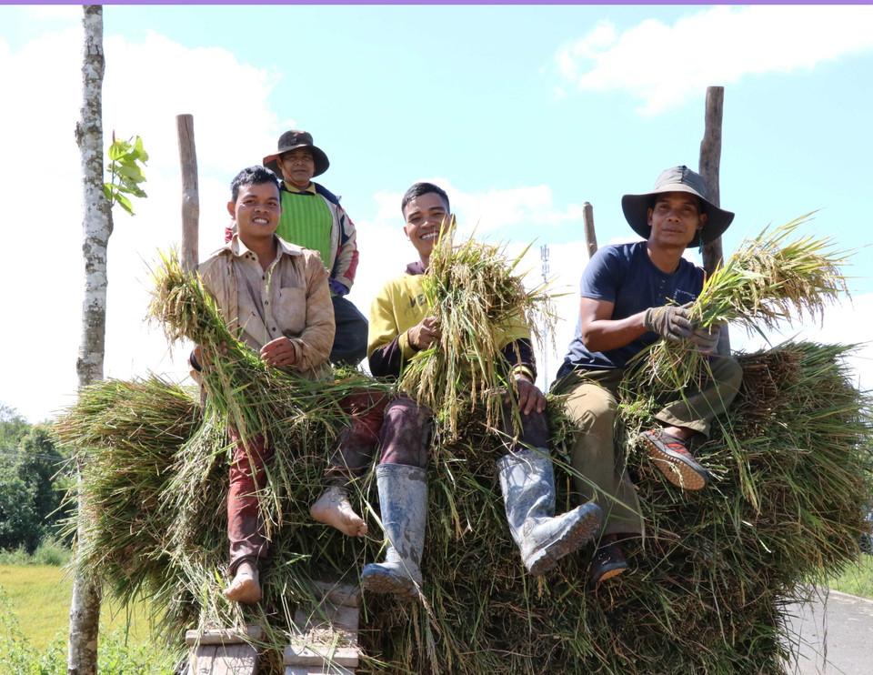 Bà con dân tộc Jrai mừng vui vì được mùa. (Ảnh: Hồng Điệp/TTXVN)