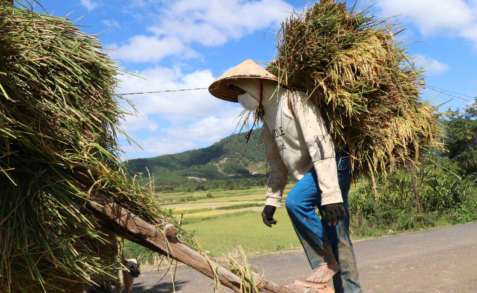 Bà con dân tộc Jrai thu hoạch lúa. (Ảnh: Hồng Điệp/TTXVN)