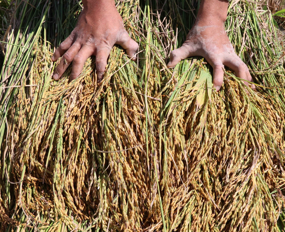 Bà con dân tộc Jrai thu hoạch lúa. (Ảnh: Hồng Điệp/TTXVN)